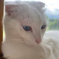 こじか (@52ca_5h0) 's Twitter Profile