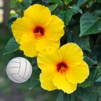 Leah (@volleyball_lea) 's Twitter Profile