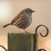 Birb (@birdsanddoodles) Twitter profile photo Birb (@birdsanddoodles) Twitter profile photo