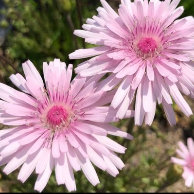 たんぽぽりんページ ヴィンテージ着物の布絵 たんぽぽ 藍の型染 タペストリー