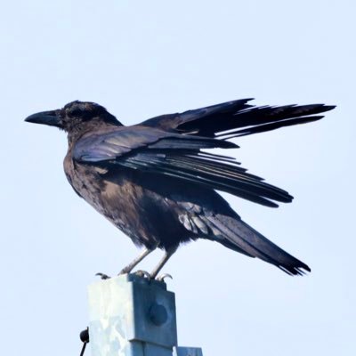 ITはセブンのチョコスティックパンが好き🎈🐦‍⬛さんのプロフィール画像