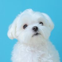 めそ (@shonbori_meso) 's Twitter Profile Photo めそ (@shonbori_meso) 's Twitter Profile Photo