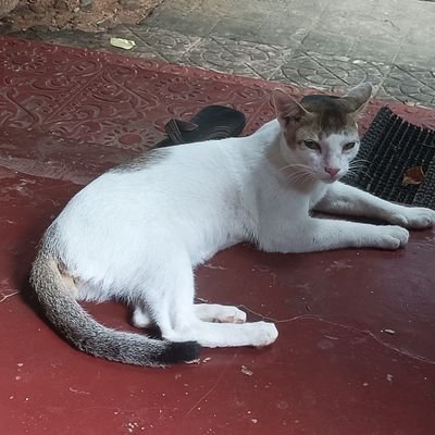 B2022Arkan37362's profile picture. 