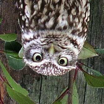 Dandanese81's profile picture. @traitorloyalserf.bsky.social