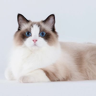 mjDDQVE0tGCehPf's profile picture. 