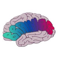 Brainiacs Lab (@brainiacs_lab) 's Twitter Profile Photo