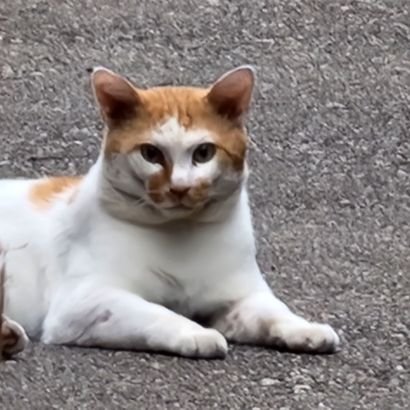 猫様好きすぎて、沢山の保護猫達と暮らしています🐈️
ハンドメイド🧵大好きです❤️

たまに意味不明な独り言あり…😅

#ねこ大好き  #猫しか勝たん  #猫のいる生活  #保護猫  #ねこ好きさんと繋がりたい  #ハンドメイド好きさんと繋がりたい  #FF