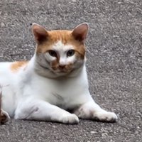 鷹の目のみほぉぉぉく (@mihoooooku) 's Twitter Profile