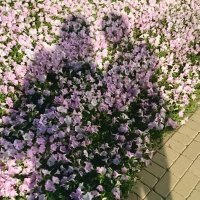 悠 (@yur11n09) 's Twitter Profile Photo