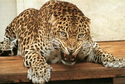 Gyovane36's profile picture. 