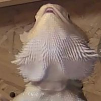 うすけ🦎 (@gerogeeeeero) Twitter profile photo