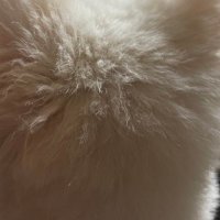 Henson (@hensonhwang) 's Twitter Profile