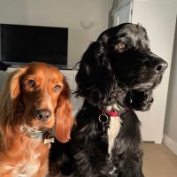 Max the baby doggie - and Coco pops(@doggiemax7) 's Twitter Profile Photo