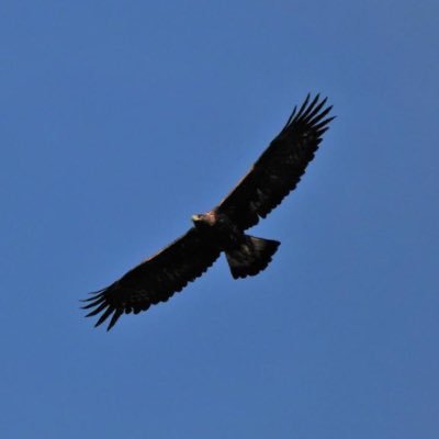 Enfermero,Finca en el noreste de España. Disfruto de las aves.🇳🇱🇪🇸🇨🇴