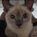 ari.nektar2609 (@ari_nektar2609) Twitter profile photo ari.nektar2609 (@ari_nektar2609) Twitter profile photo