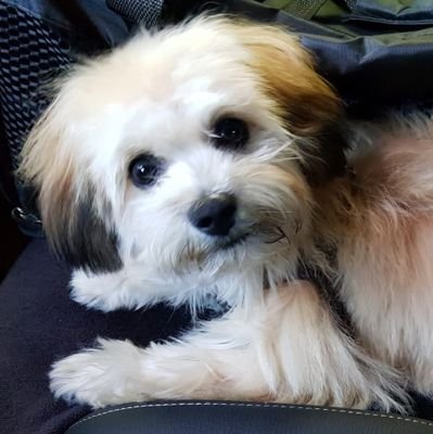 Lesedesc's profile picture. 