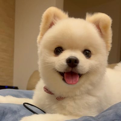 誕生日🎂2021年4月18日 お迎え🏠2021年06月23日 ポメラニアン♀🐶