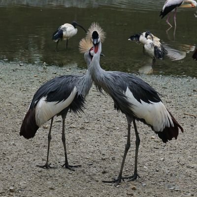 rororo92318's profile picture. よろしくお願い致します!