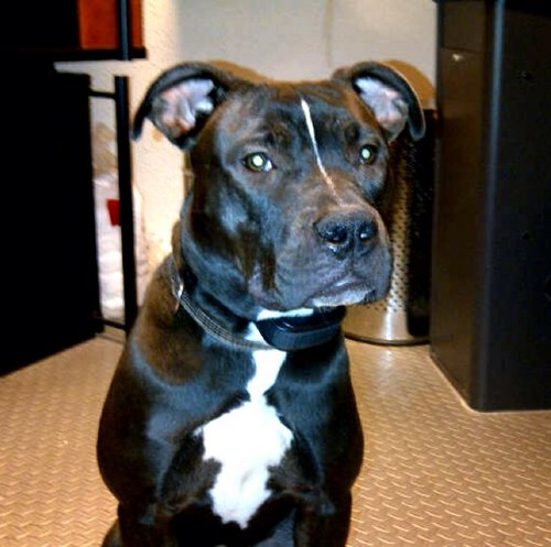 ll_boss's profile picture. 