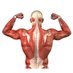 Musculoskeletal Maestro (@mskmaestro) Twitter profile photo Musculoskeletal Maestro (@mskmaestro) Twitter profile photo