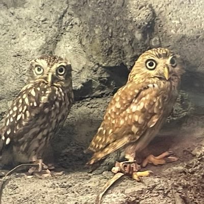 Tatunotosigoro's profile picture. 裏垢女子と繋がりたい　山梨住み