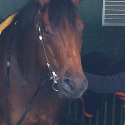 dcspecialized's profile picture. 