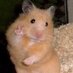 チネス (@fverbver_cnes) Twitter profile photo チネス (@fverbver_cnes) Twitter profile photo