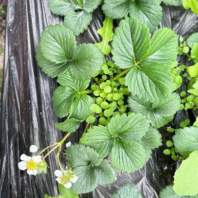 anikasong315's profile picture. 