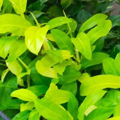 BayanHataw's profile picture. ... 123 ...