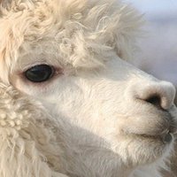 ただのアルパカ (@alpaca_16th) 's Twitter Profile