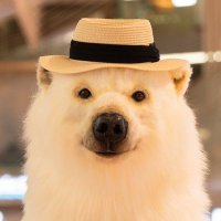 北極日本大使館 (@arcticembassy) 's Twitter Profile Photo 北極日本大使館 (@arcticembassy) 's Twitter Profile Photo