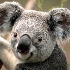 Just another koala. Account for NFT world! @OfficialEraNft #ThisIsSparta