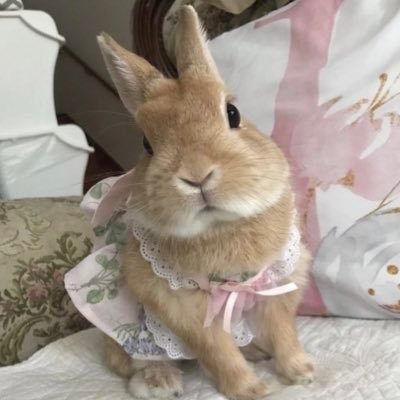 ScarlettBunny37's profile picture. Just a bunny💙🐰