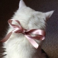 きょん (@lili0yz) Twitter profile photo