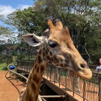 Simon Fraser (@siscottfraser) 's Twitter Profile