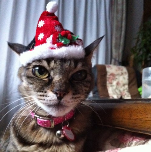 Meme0519's profile picture. Im Memeko and my owener is Kyoko(@linda0519). i love her and my room mate cat Lucky