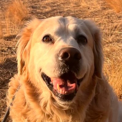 I’m a Golden Retriever living in Kelowna, British Columbia. I love hikes with my humans, sticks, balls, stuffed friends, and sleeping.