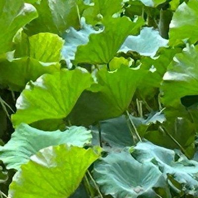 2008yoga's profile picture. curiosity