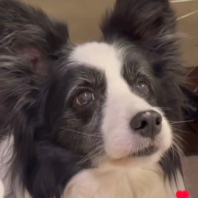 JmlcmH's profile picture. カリフォルニアで一生懸命やってます。日本に帰れるのは、骨になってからかも。いとかなし。 フォローしますが、だからって律儀に別にフォローバック？する必要はまったくありません。笑