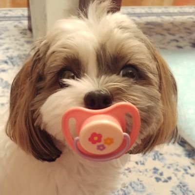 木村文乃(ふみニスト)
🌟Apollogic (アポロ児)
🐷PIGGS(ぶーちゃんズ)BIBI❤よりの箱推し
PIGGS is my first and last idol of my life, now and forever.
趣味⛺ソロキャンプ!愛車🏍️MT09・Ninja400 🚗レヴォーグSTI