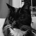 Kuestenmaedel🐱⚓🦁 (@zauberschloss1) Twitter profile photo Kuestenmaedel🐱⚓🦁 (@zauberschloss1) Twitter profile photo