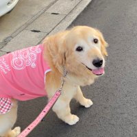 SATSUKI🐶ココちゃん💖 (@golden_coco_14) Twitter profile photo