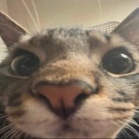 nando (@monkey23529) 's Twitter Profile