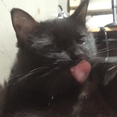 ninyatoshiko's profile picture. a blacksheep and a walking disappointment.