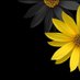 B. Boubertakh Lipid News (@lipidnews) Twitter profile photo B. Boubertakh Lipid News (@lipidnews) Twitter profile photo