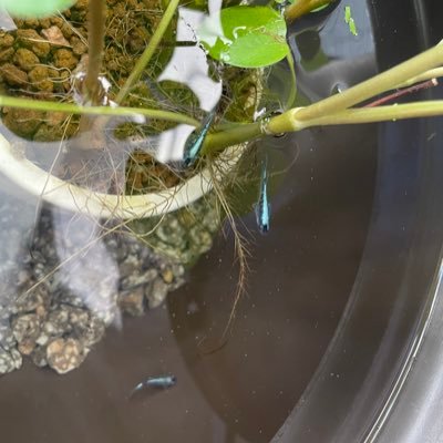好きな事の情報収集のために始めましたが、徐々に開拓していけたらいいな𓏲𓎨 好きだ!!ってなると沼りがち。猪突猛進🐗 FB・バンタン🎤義勇🌊💙園芸🌸メダカ大好き❁¨̮✨️( •̀ㅁ•́;)無言フォローすみません🥺