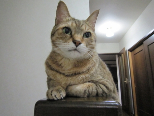 12歳の兄妹２猫がいます♡ 花・風景・星空…美しいもの大好き♡ 　看護師を離職し５年間在宅介護→親を亡くし燃え尽き→復帰するも再び燃え尽き充電休養していました。…声かけと皆さまの美しい風景や花の写真に元気を戴き この度看護師復帰します♪   皆様に心より感謝～♡　