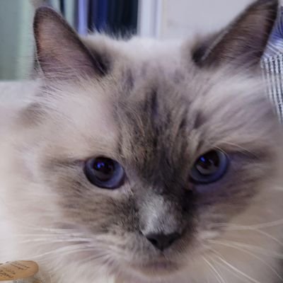 chakoneko01's profile picture. 猫好き♡犬も好き♡犬はレトリバーが一番好き♡

相談支援専門員