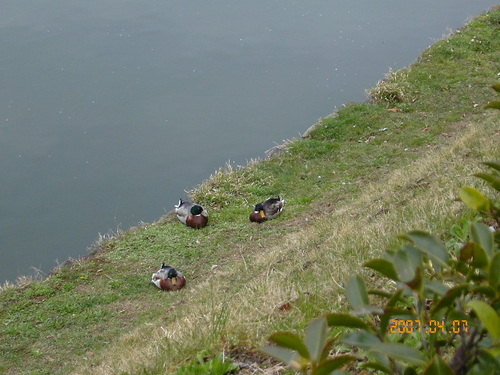 sanman__'s profile picture. ８年ぶりに梱包の仕事に戻りました。
ＦＸを生きる手段として選択せざるを得なくなってしまっている現状なので、必死に修行中。最近は金の情勢を研究中。

スパイ防止法に反対するのはスパイ。
外国人生活保護に何も言わない中韓のスパイ。
政府は1日でも早いスパイ防止法制定を

左翼は日本の敵と思ってます。