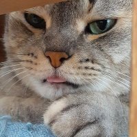 kohaku (@asealion1052978) 's Twitter Profile
